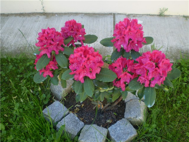 rododendron